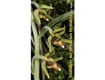 Feldführer der Türkischen Orchideen