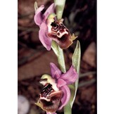 Die Orchideen von Rhodes und Karpathos / The Orchids of Rhodes and Karpathos