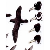 Albatrosses, Petrels and Shearwaters of the World