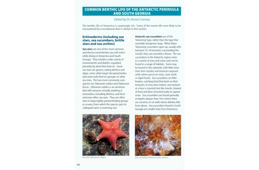 Antarctic Dive Guide
