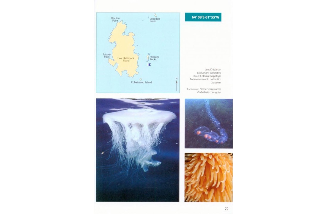 Antarctic Dive Guide