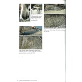 Identification Atlas of the Continental Birds of Southwestern Europe