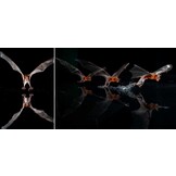 Bat Island: A Rare Journey into the Hidden World of Tropical Bats