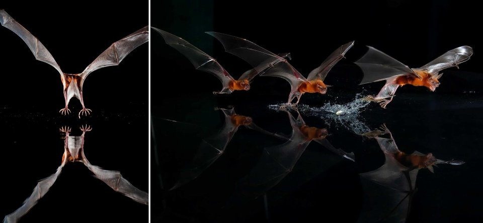 Bat Island: A Rare Journey into the Hidden World of Tropical Bats