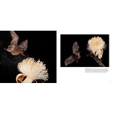 Bat Island: A Rare Journey into the Hidden World of Tropical Bats