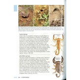Field Guide to Scorpions of South Africa
