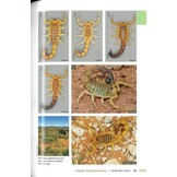 Field Guide to Scorpions of South Africa