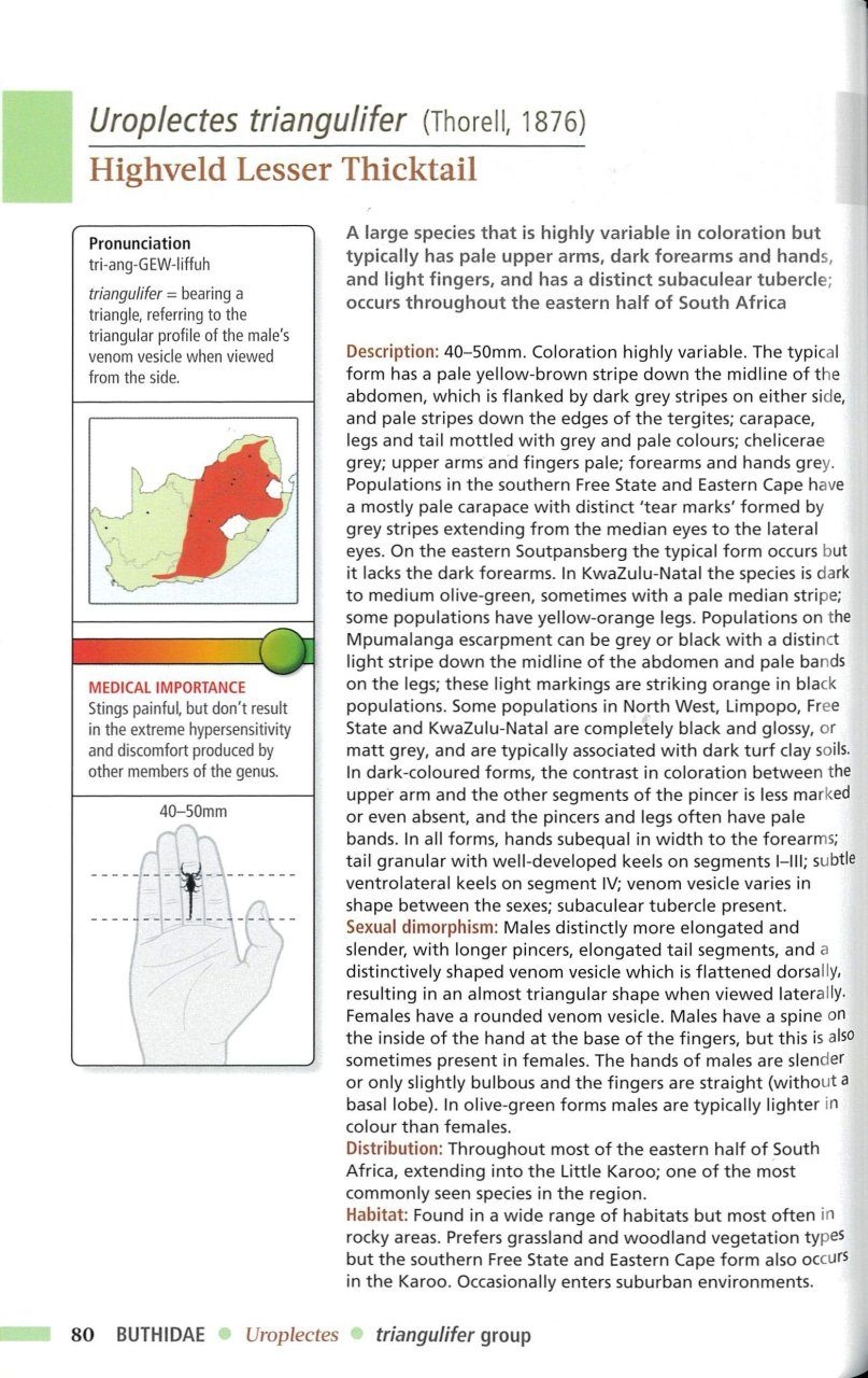 Field Guide to Scorpions of South Africa