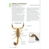 Field Guide to Scorpions of South Africa