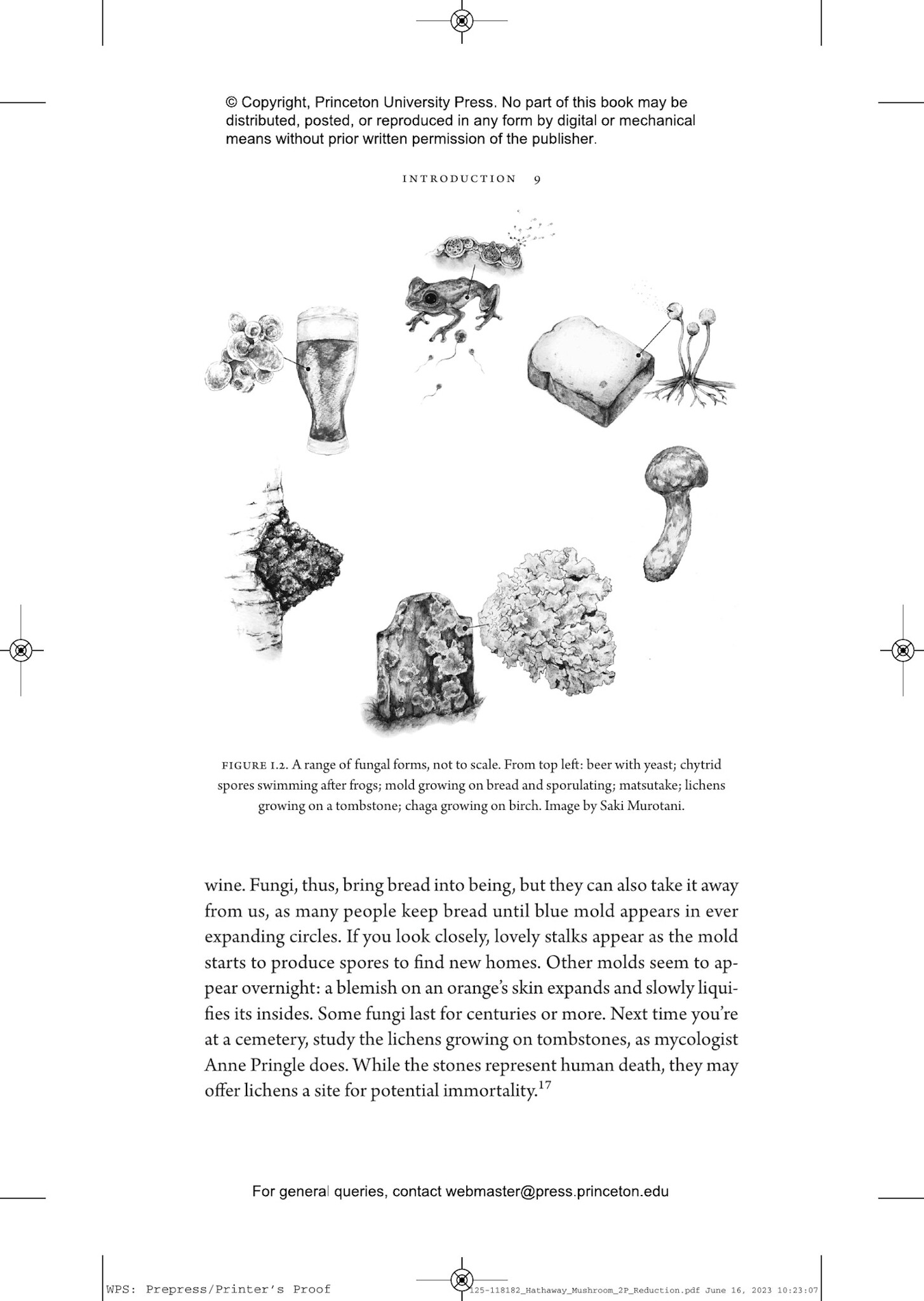 What a Mushroom Lives For - Matsutake and the Worlds They Make