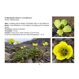 Blumen des arktischen Nordens - Eine Reise durch Spitzbergens Flora