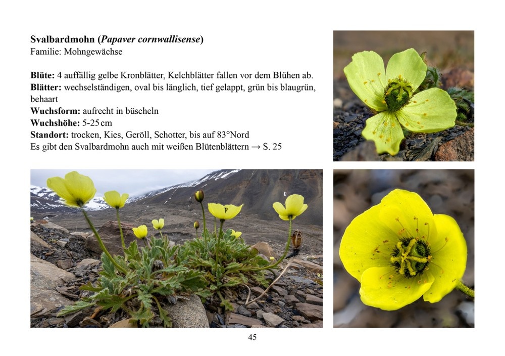 Blumen des arktischen Nordens - Eine Reise durch Spitzbergens Flora