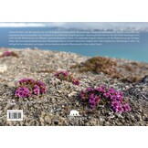 Blumen des arktischen Nordens - Eine Reise durch Spitzbergens Flora