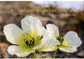 Blumen des arktischen Nordens