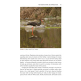 The Painted Stork - Exploring Ecology and Conservation in India