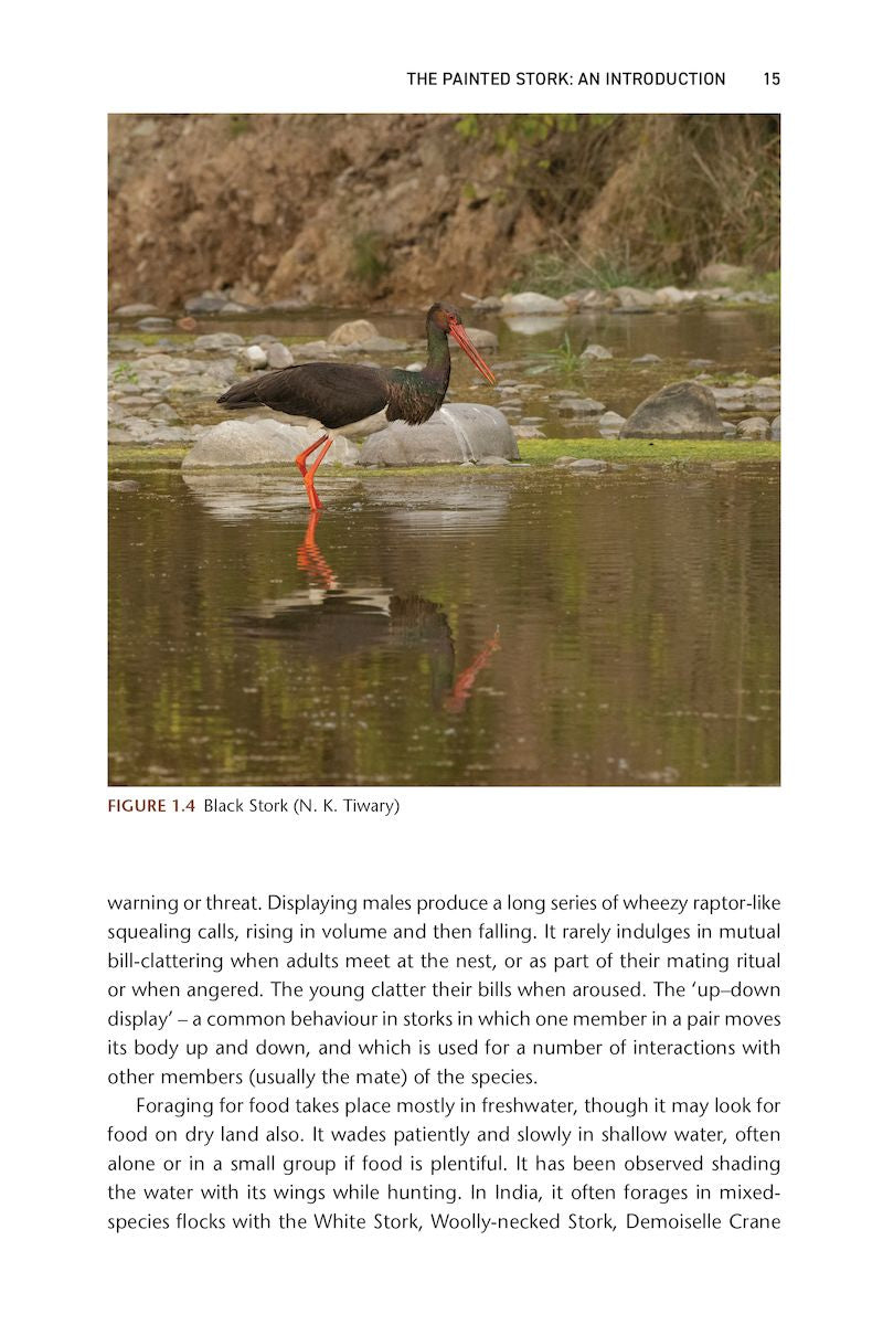 The Painted Stork - Exploring Ecology and Conservation in India