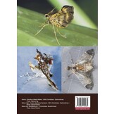 A Preliminary Guide to Pyraloid Moths of Borneo: Part 2