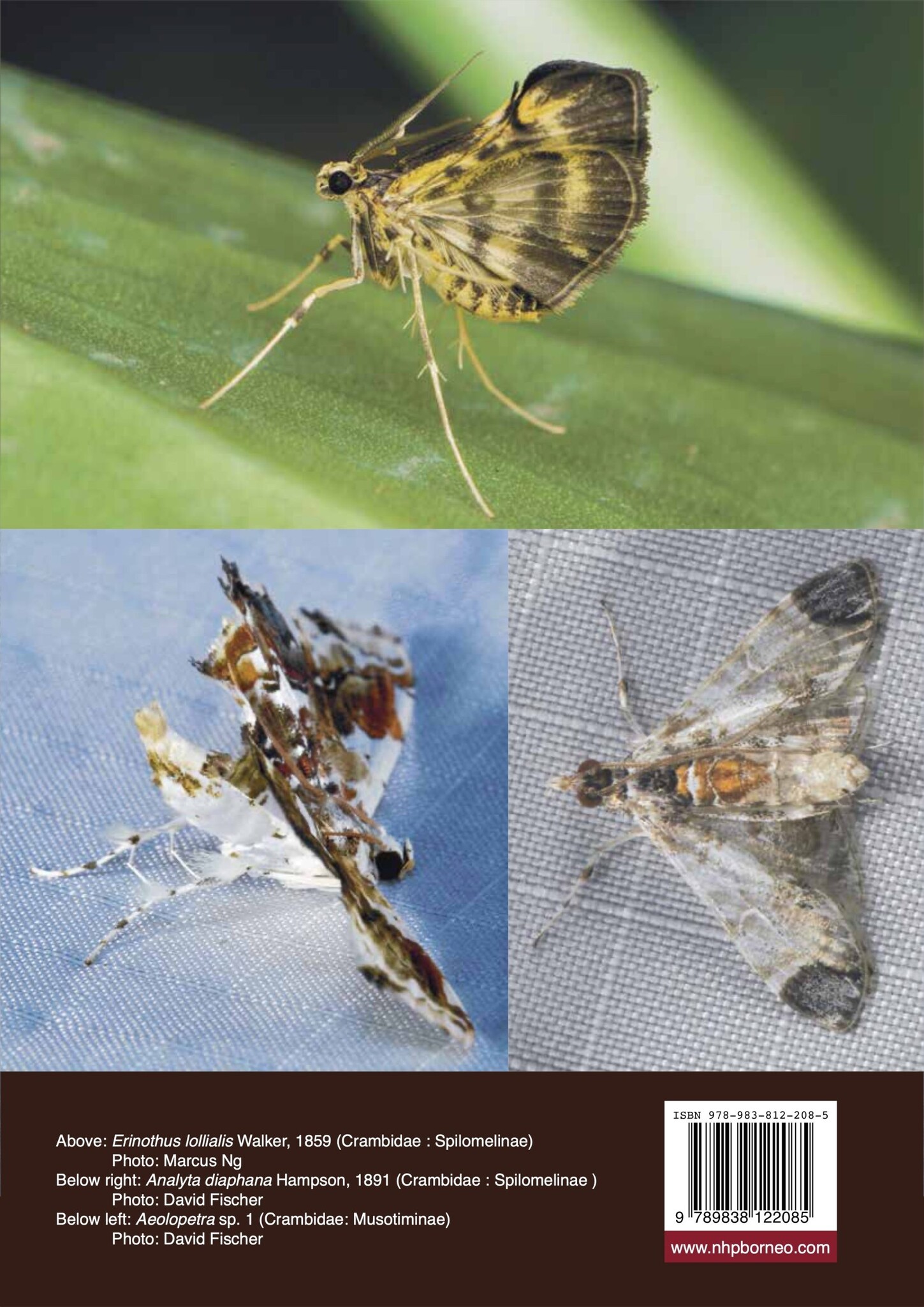 A Preliminary Guide to Pyraloid Moths of Borneo: Part 2