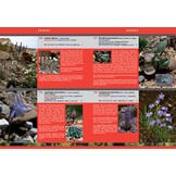 Wild Flowers of Ordesa and Monte Perdido National Park (Spanish Pyrenees)