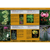 Wild Flowers of Ordesa and Monte Perdido National Park (Spanish Pyrenees)