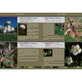 Wild Flowers of Ordesa and Monte Perdido National Park (Spanish Pyrenees)