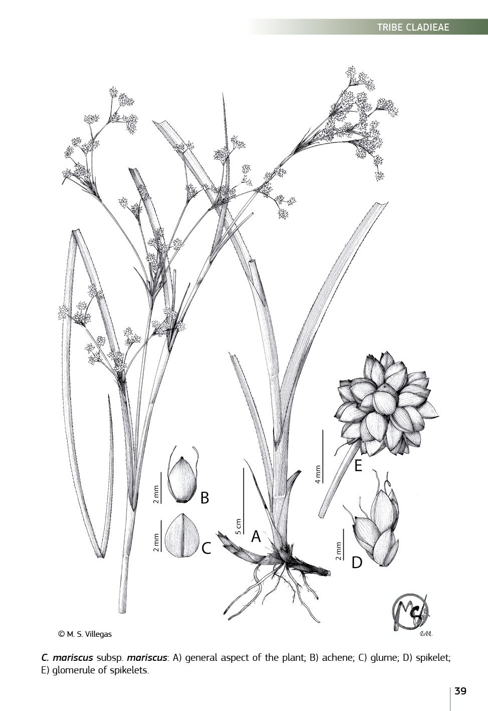 Field Guide of Spanish and Portuguese Sedges (Cyperaceae)