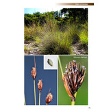 Field Guide of Spanish and Portuguese Sedges (Cyperaceae)