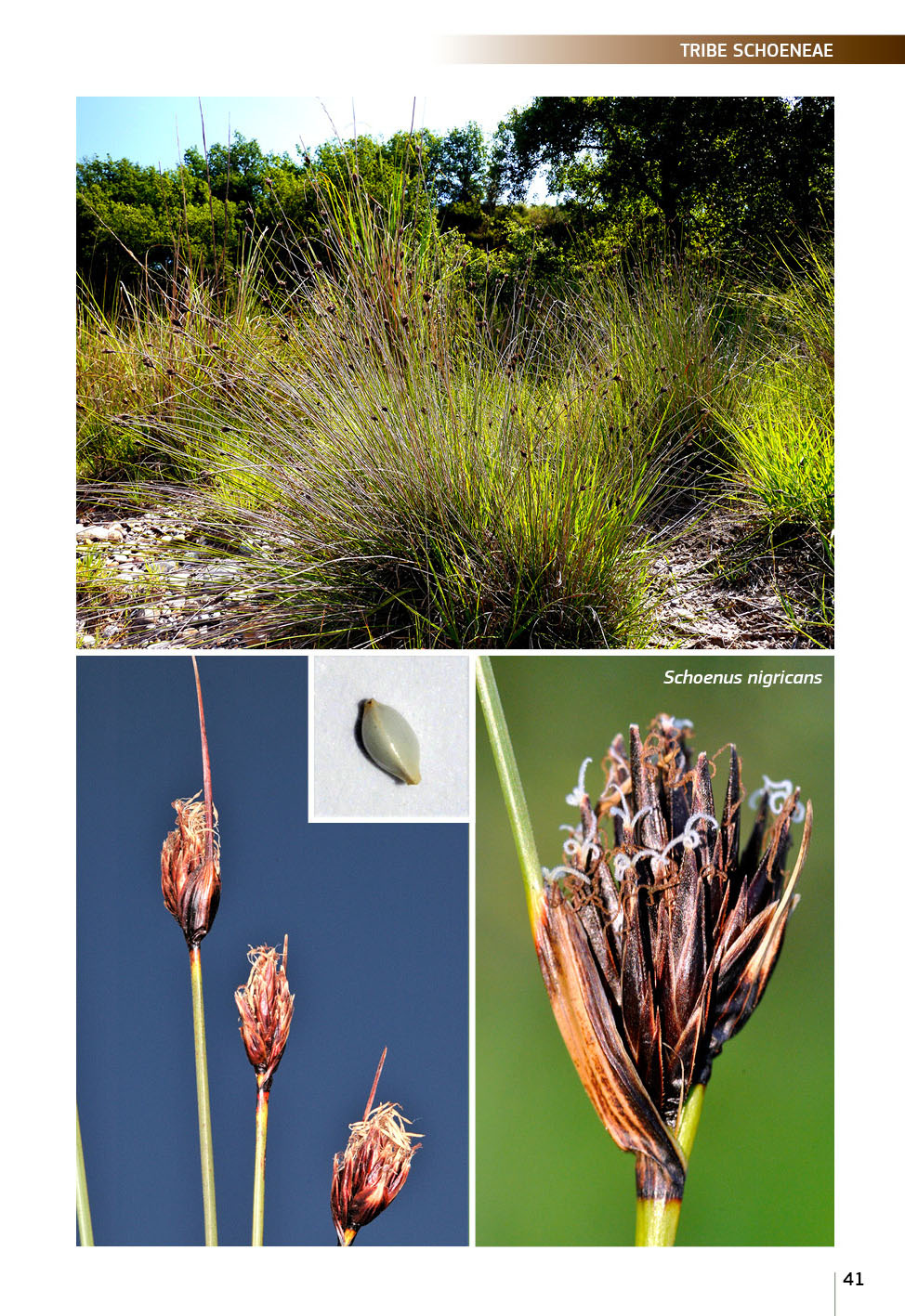Field Guide of Spanish and Portuguese Sedges (Cyperaceae)