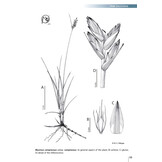 Field Guide of Spanish and Portuguese Sedges (Cyperaceae)