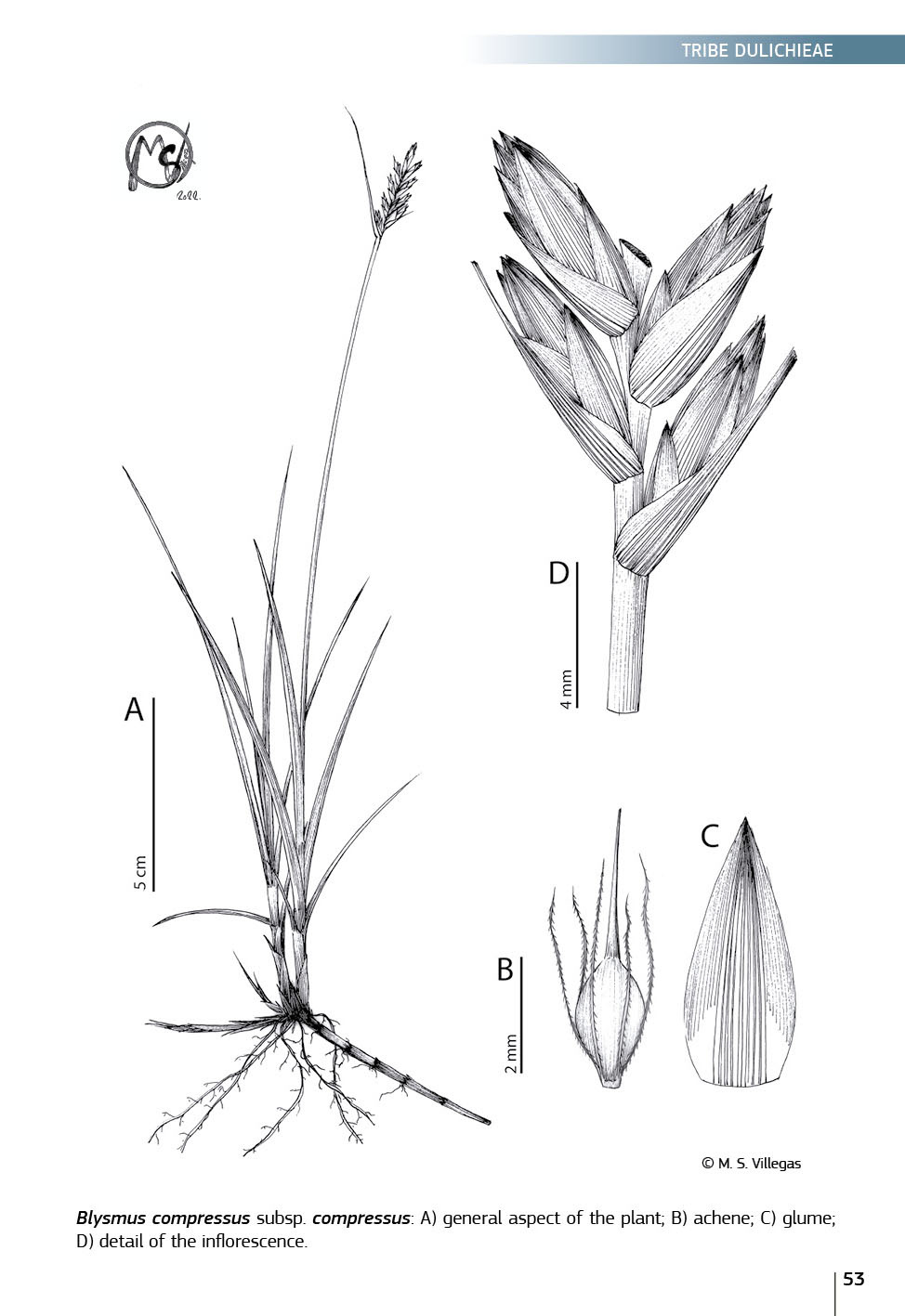 Field Guide of Spanish and Portuguese Sedges (Cyperaceae)
