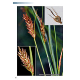 Field Guide of Spanish and Portuguese Sedges (Cyperaceae)