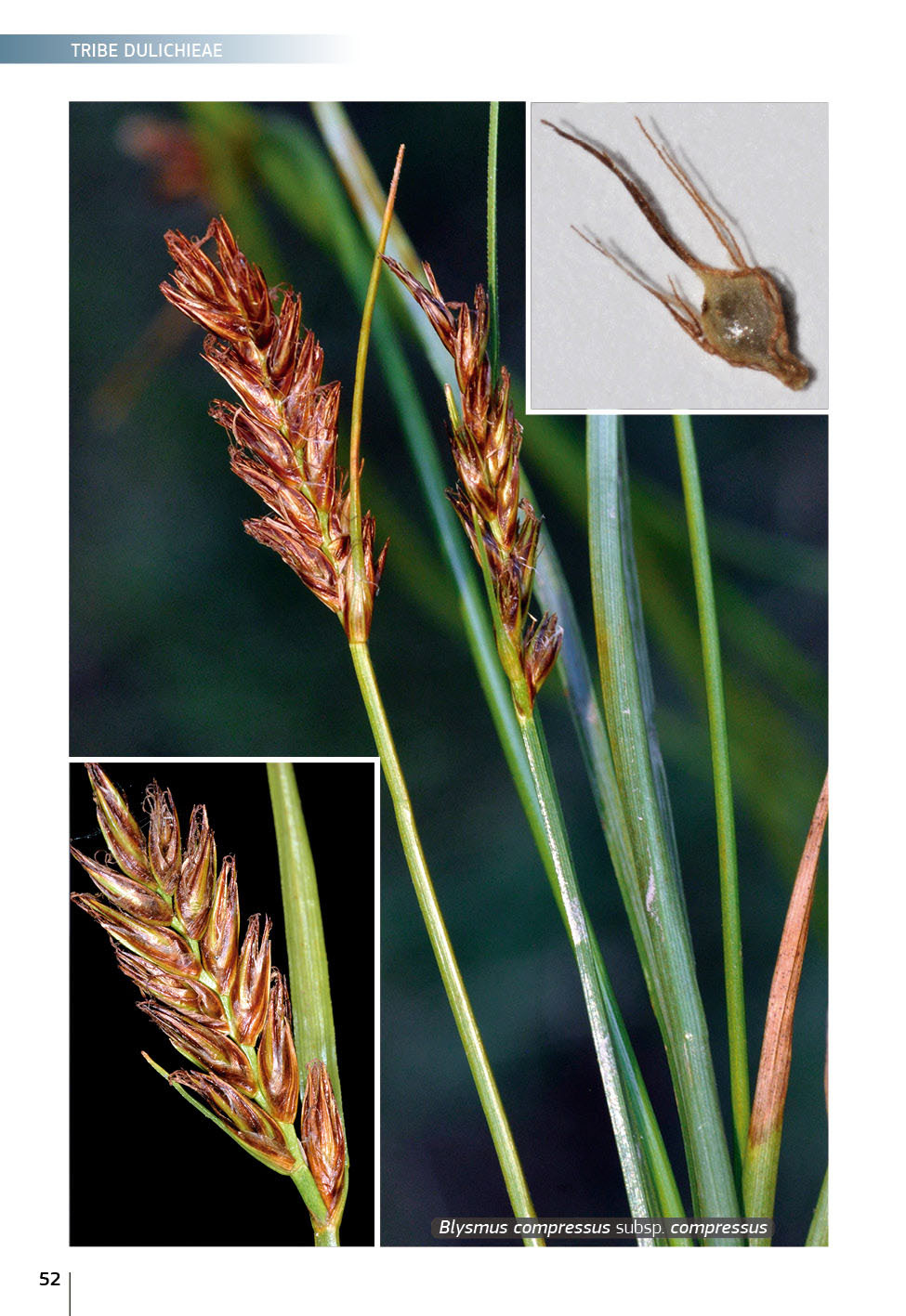 Field Guide of Spanish and Portuguese Sedges (Cyperaceae)