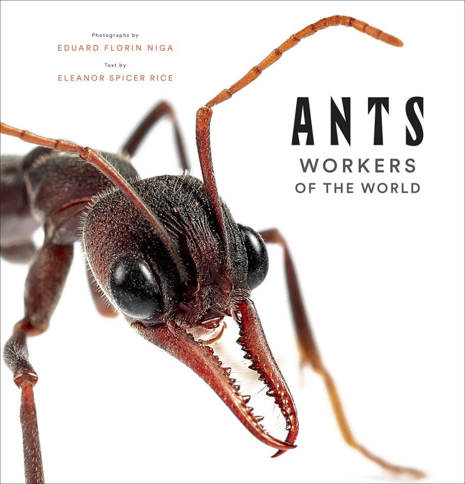 Ants - Workers of the World