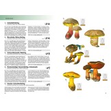 Das Kosmos Handbuch Pilze