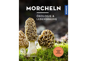 Morcheln - Ökologie und Lebensräume