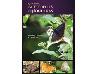 Guide to the Butterflies of Honduras
