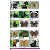 Guide to the Butterflies of Honduras