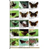 Guide to the Butterflies of Honduras