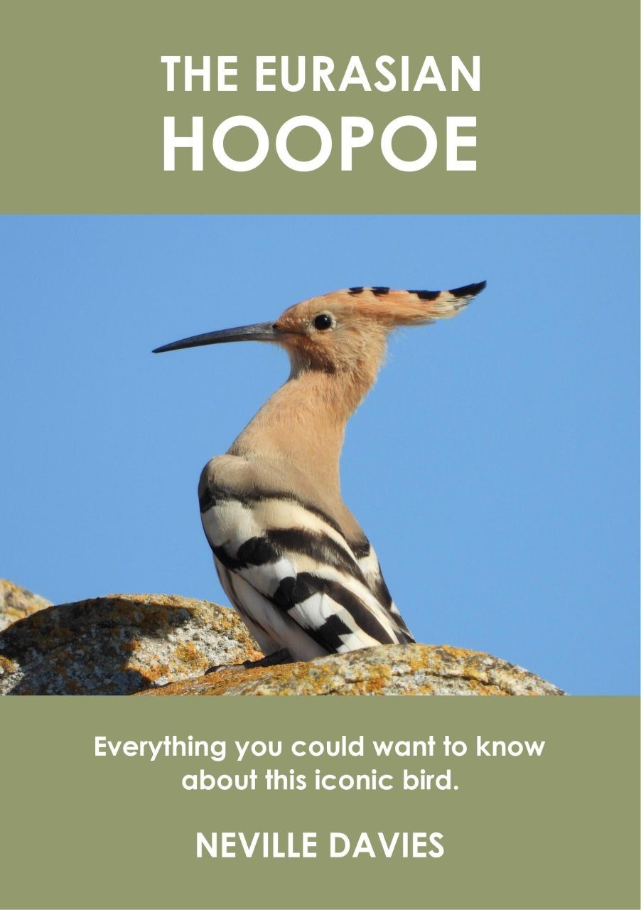 The Eurasian Hoopoe - Everything You Could Want to Know About This Iconic Bird