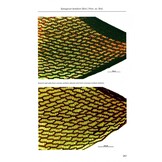 Sphagnum Mosses - The Stars of European Mires