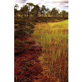 Sphagnum Mosses - The Stars of European Mires