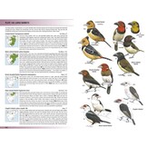 Birds of Greater Southern Africa
