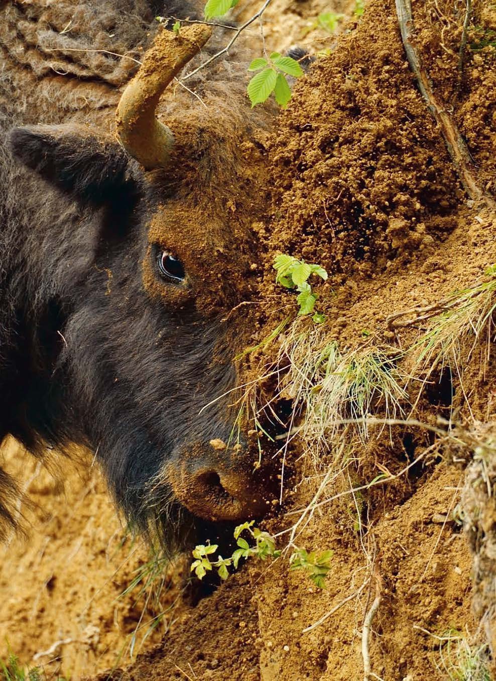 Rewilding - De vernieuwende wetenschap van ecologisch herstel