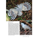 Guide des Oiseaux de Nouvelle-Calédonie