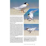 Guide des Oiseaux de Nouvelle-Calédonie