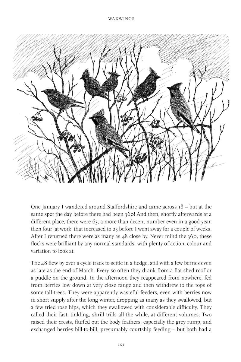 Purposeful Birdwatching - Getting to Know Birds Better