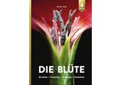 Die Blüte