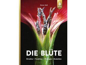 Die Blüte