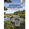Amphibien und Reptilien in Bayern