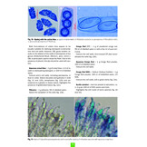 Studying the Discomycetes - From initiation to advanced levels